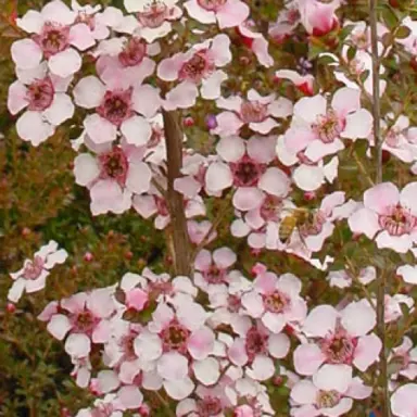 Leptospermum Andromeda plant with pink flowers.