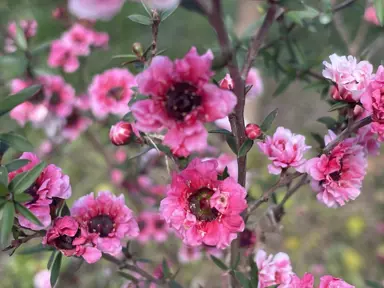 Leptospermum 'Ballerina' plant with showy, pink flowers.