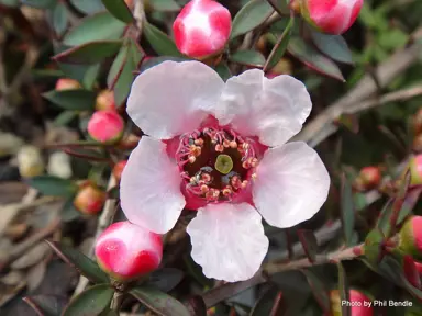 leptospermum-blushing-star-2