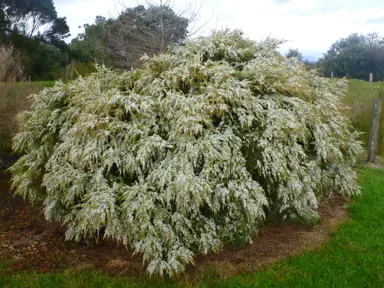 Leptospermum 'Cardwell' tree with weeping foliage and white flowers.