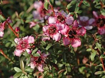 Leptospermum centaurus plant with pink flowers.