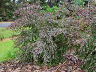 leptospermum-copper-glow--1