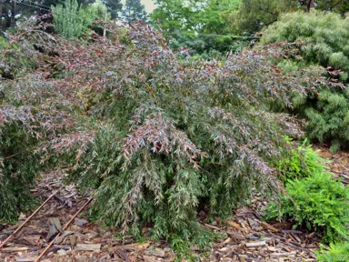 leptospermum-copper-glow-