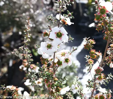 leptospermum-cygnus--1