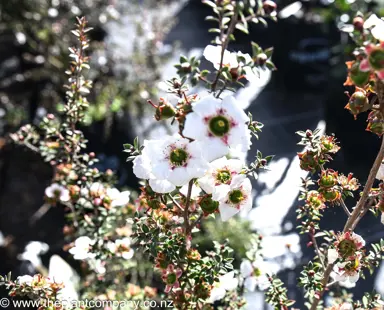 leptospermum-cygnus-