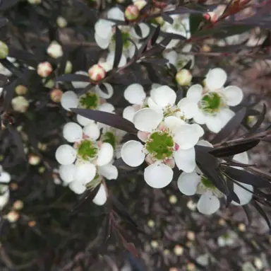 leptospermum-dark-night-