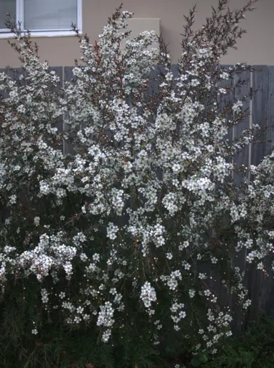 leptospermum-dark-night-1