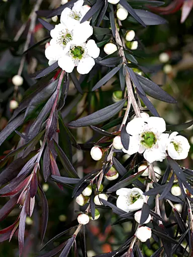 leptospermum-dark-night-2