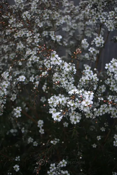 leptospermum-dark-night-3