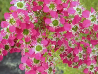 Leptospermum Daydream plant with masses of pink flowers.