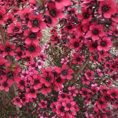 Leptospermum 'Electric Red' plant with red flowers.