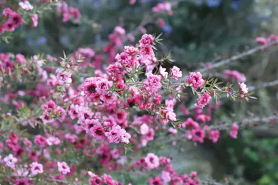 Leptospermum Gaiety Girl shrub with masses of double pink flowers.