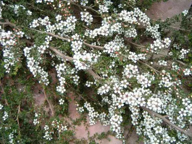 Leptospermum horizontalis shrub with prostrate stems, green foliage, and masses of white flowers.