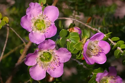 Leptospermum Jervois Bay pink flowers.