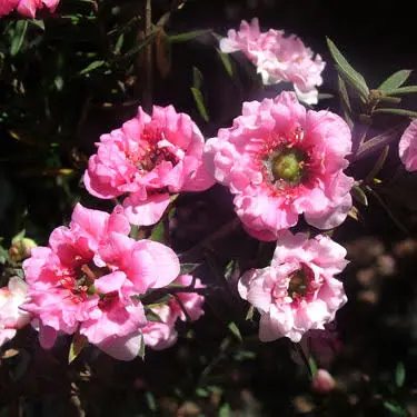 Leptospermum Jubilee double pink flowers.