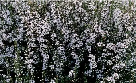 Leptospermum Karekare plant with masses of white flowers.