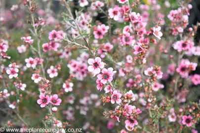 leptospermum-keatleyii--1