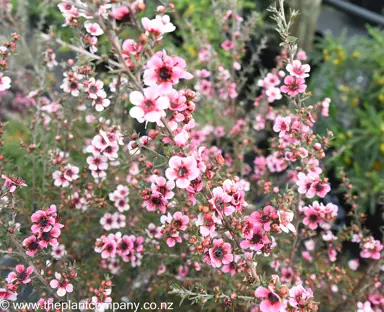 leptospermum-keatleyii--2