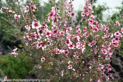 leptospermum-keatleyii--3