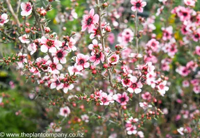 leptospermum-keatleyii--4