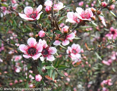 leptospermum-keatleyii--5