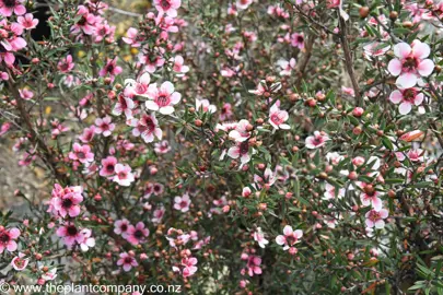 leptospermum-keatleyii--6