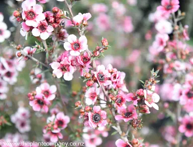 leptospermum-keatleyii-