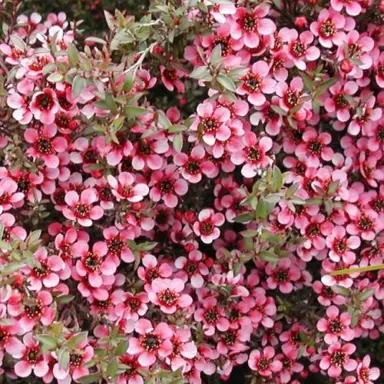 leptospermum-kiwi-