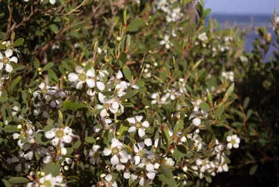 Leptospermum laevigatum shrub with grey-green foliage and white flowers.