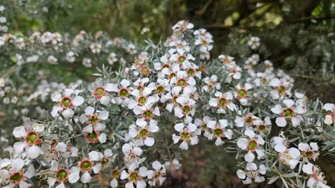 Leptospermum lanigerum shrub with white flowers.