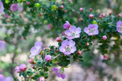 Leptospermum 'Lavender Queen' plant with elegant flowers.