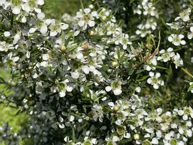 Leptospermum 'Lemon Frost' plant with white flowers on weeping stems.