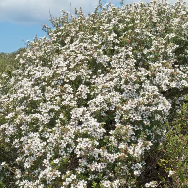 Leptospermum Little Bun plant with masses of white flowers.