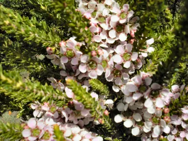 Leptospermum liversidgei 'Mozzie Blocker' plant with cream flowers.