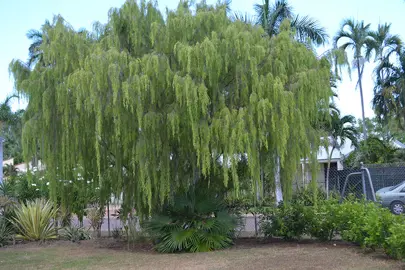 Leptospermum madidum tree with weeping, green foliage.