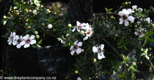 leptospermum-mahinepua--1