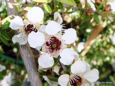 leptospermum-mahinepua-