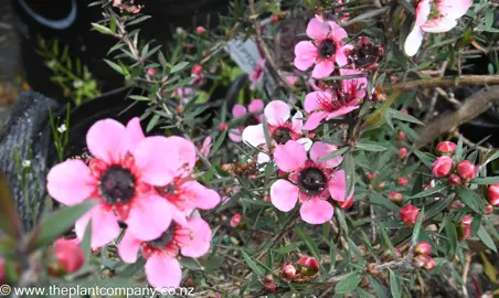 leptospermum-martini--1