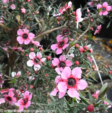 leptospermum-martini--2