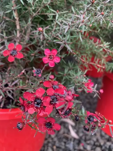 Leptospermum nanum rubrum shrub with red flowers and dark foliage