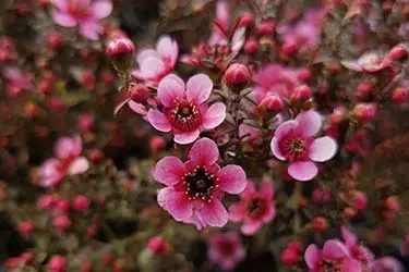 Leptospermum Nanum Ruru shrub with dark pink flowers.