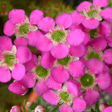 leptospermum-pageant--1