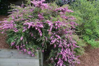 leptospermum-pageant-