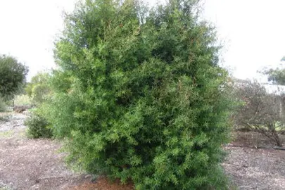 leptospermum-petersonii-