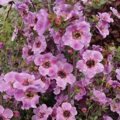 Leptospermum Phoenix plant with masses of showy, bright pink flowers.