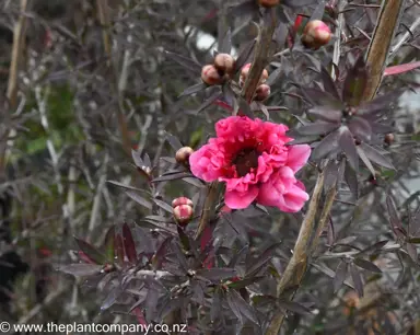 leptospermum-red-damask--2