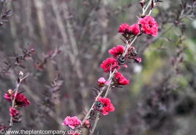 leptospermum-red-damask-