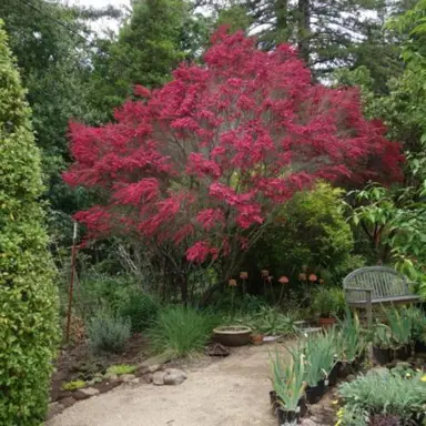 leptospermum-red-ensign--1