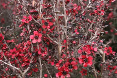 leptospermum-red-ensign--2