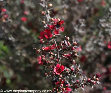 leptospermum-red-ensign--3